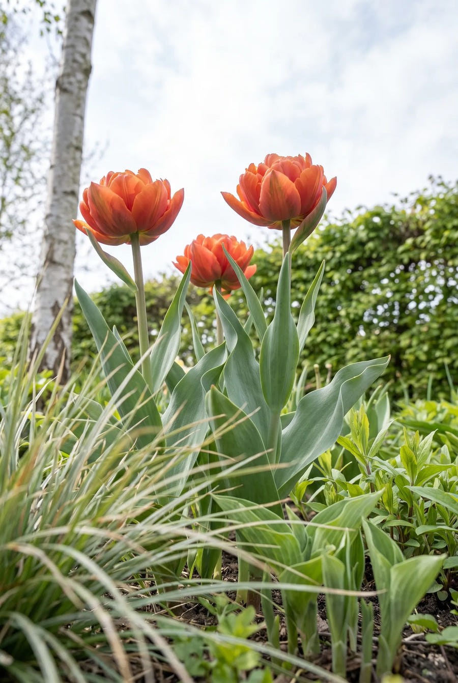 Tulipa Orca — in de tuin