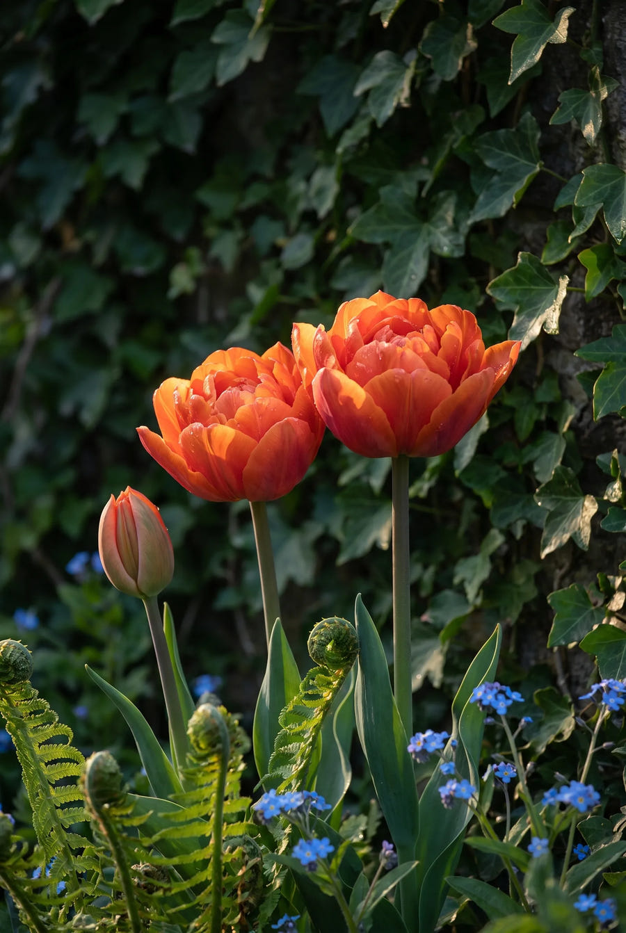 Tulipa Orca — sfeerbeeld