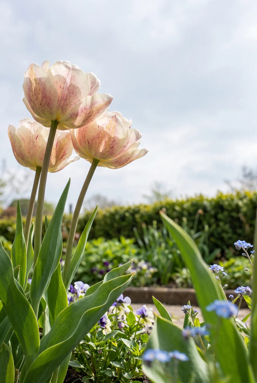 Tulipa Silk Road — in de tuin