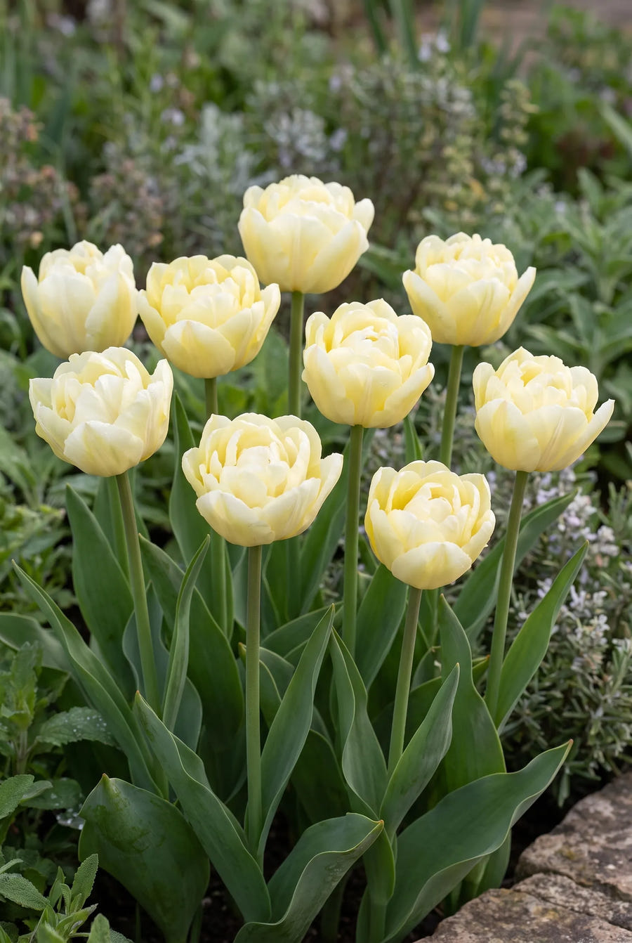 Tulipa Verona — groep in de tuinborder