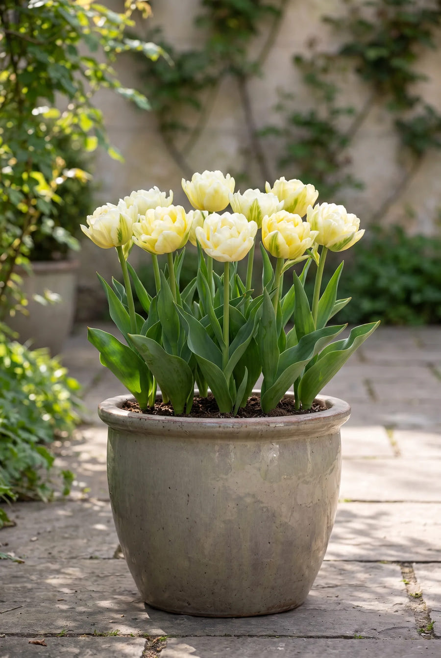Tulipa Verona — in pot op terras