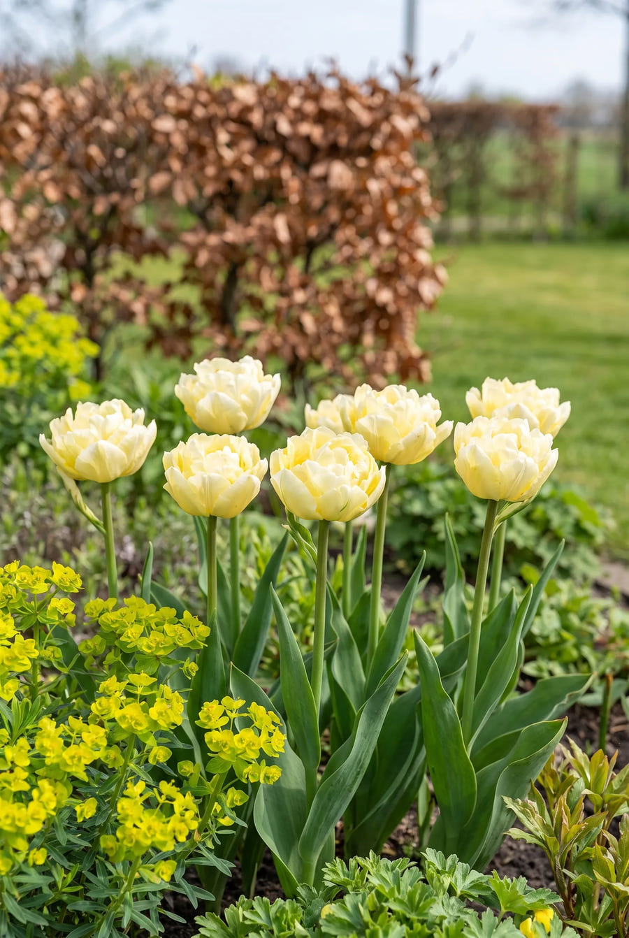 Tulipa Verona — in de tuin