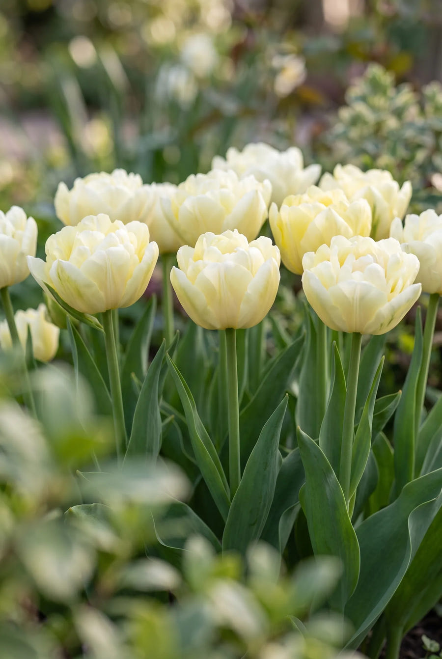 Tulipa Verona — in de tuin