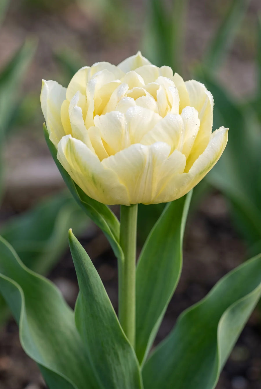 Tulipa Verona — sfeerbeeld