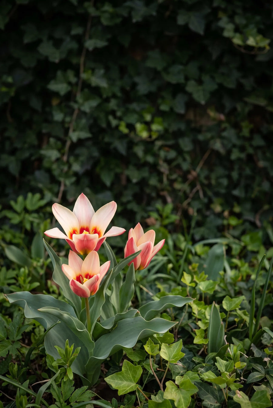 Tulipa Ancilla — sfeerbeeld