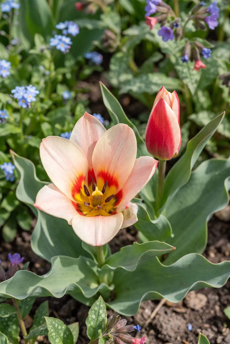 Tulipa Ancilla — hart van de bloem