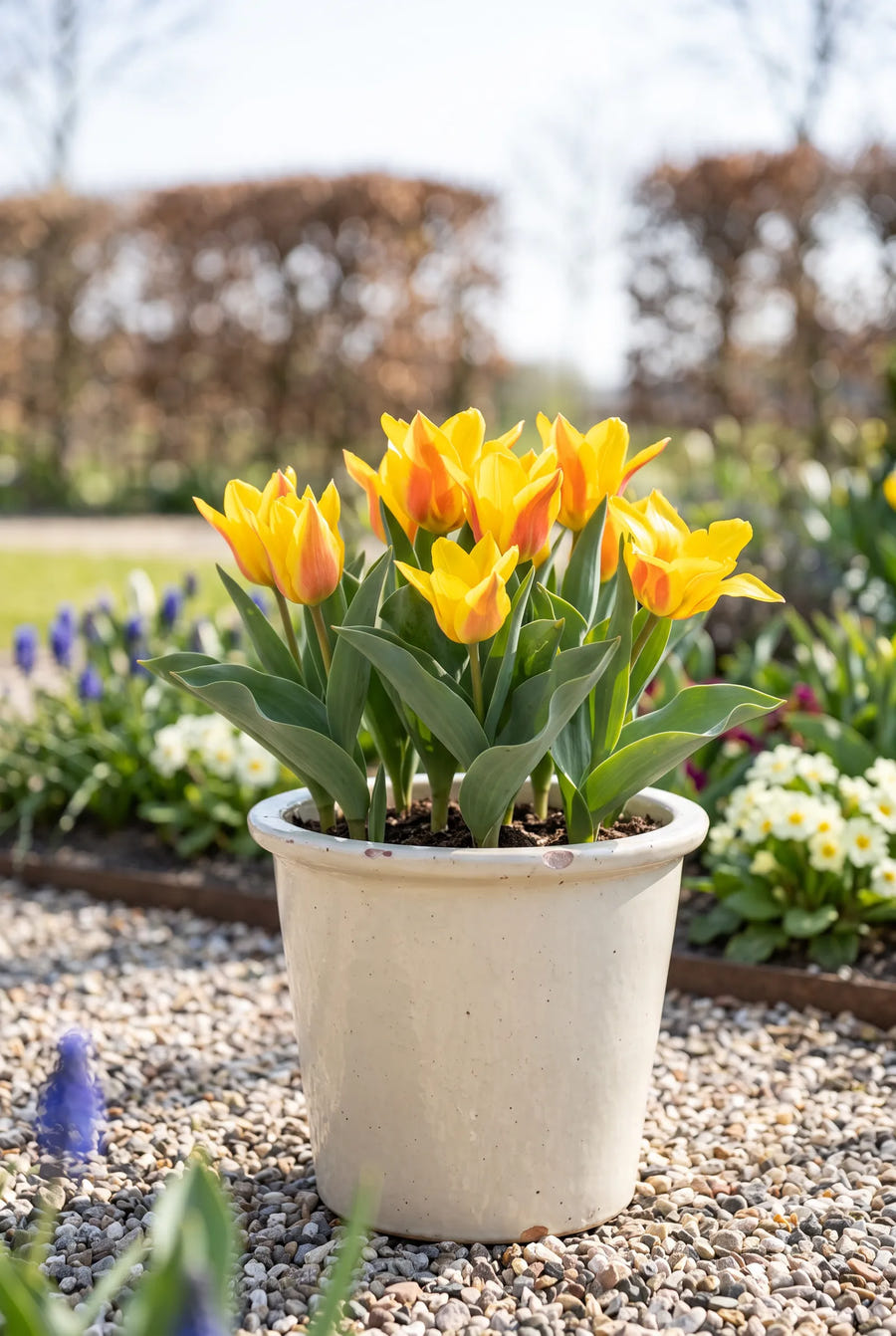 Tulipa Buttercup — in pot op terras