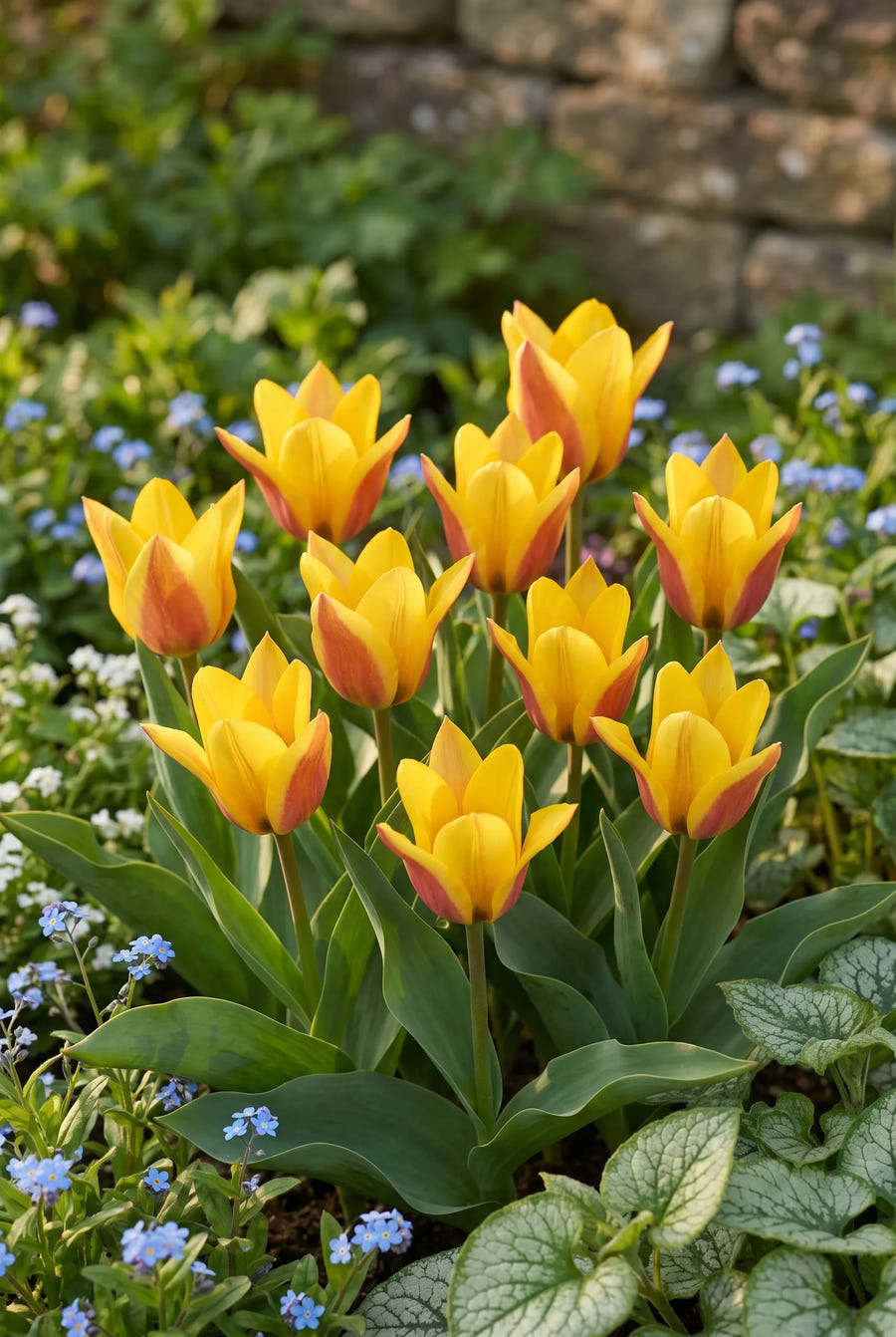 Tulipa Buttercup — in de tuin