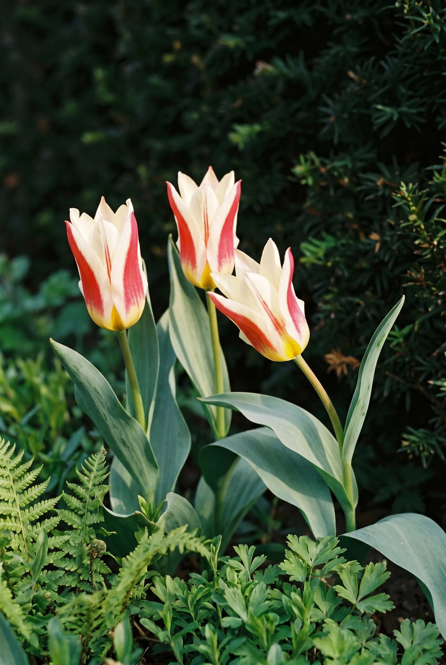 Tulipa Johan Strauss — sfeerbeeld