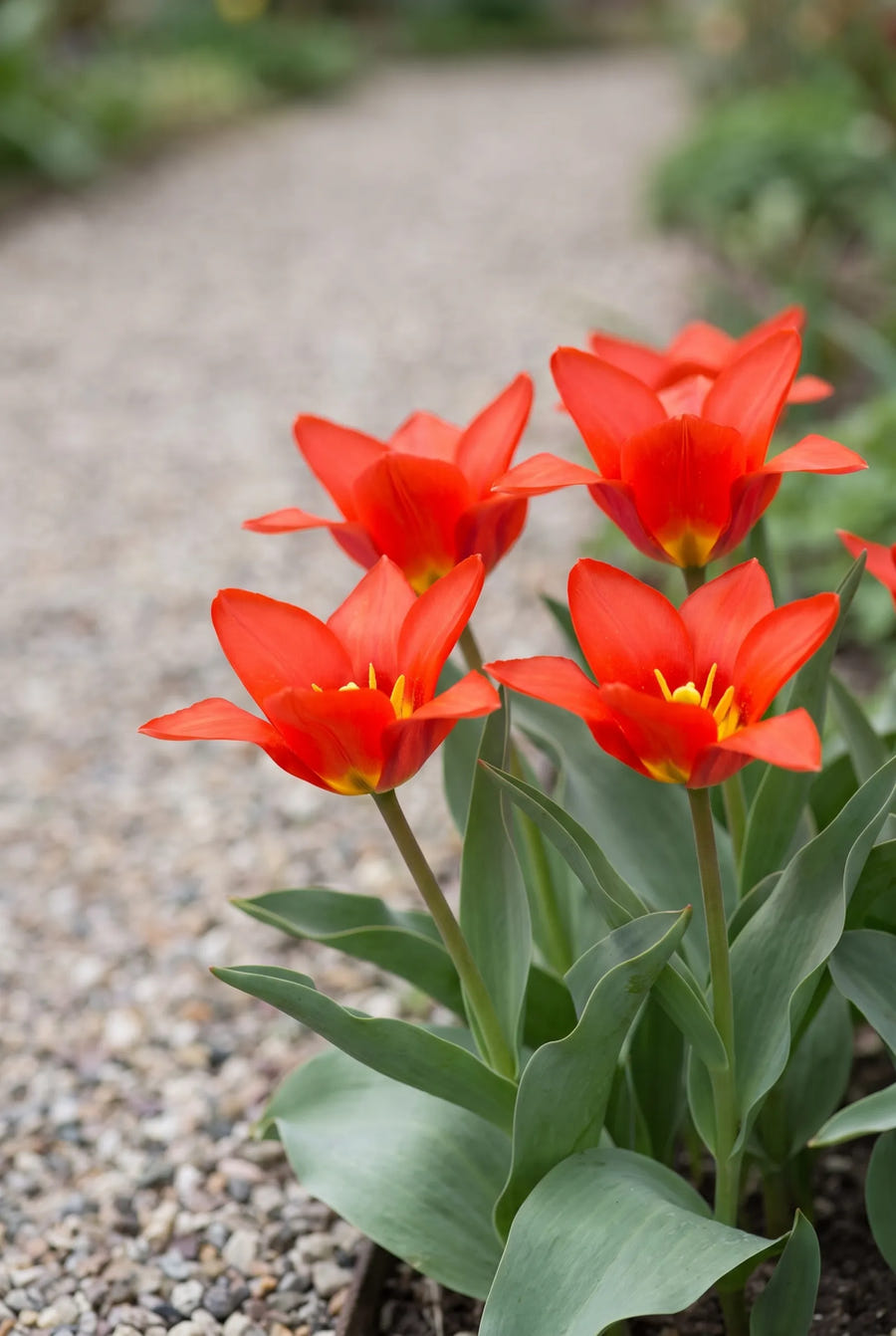 Tulipa Scarlet Baby — in de border
