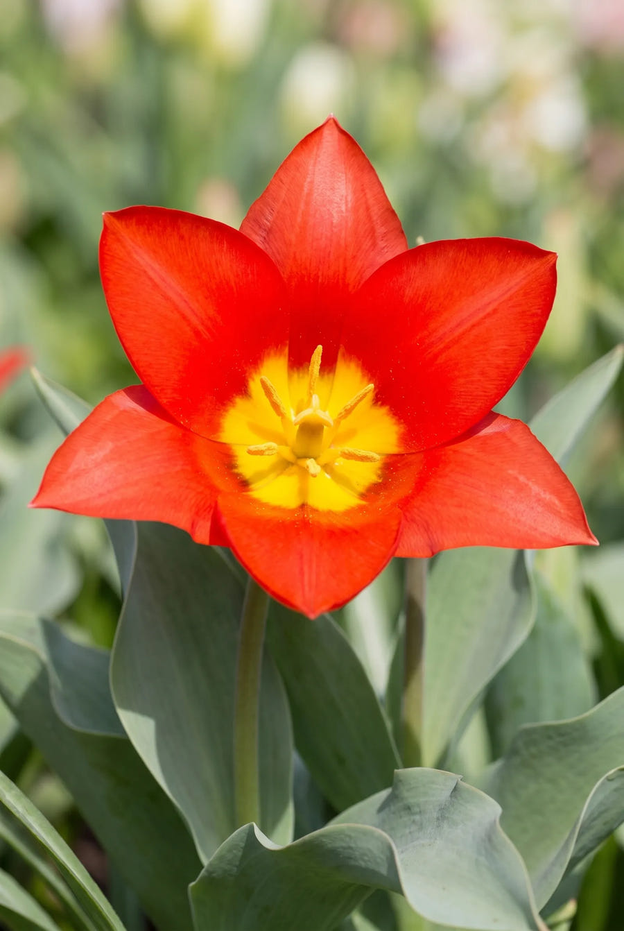 Tulipa Scarlet Baby — close-up van de bloem