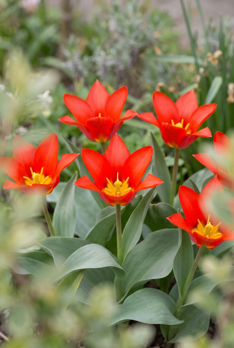 Tulipa Scarlet Baby — in de tuin