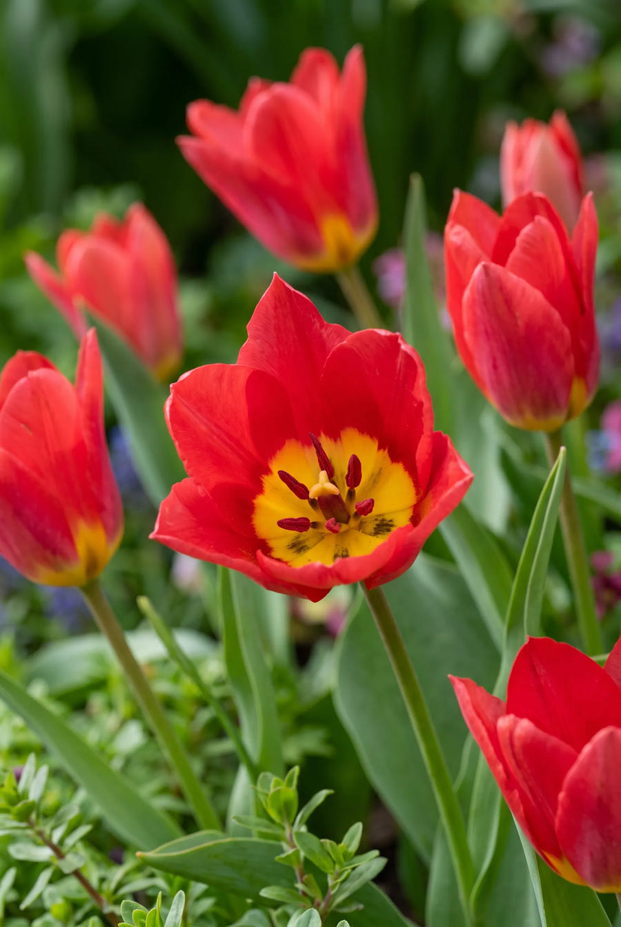 Tulipa Scarlet Baby — hart van de bloem