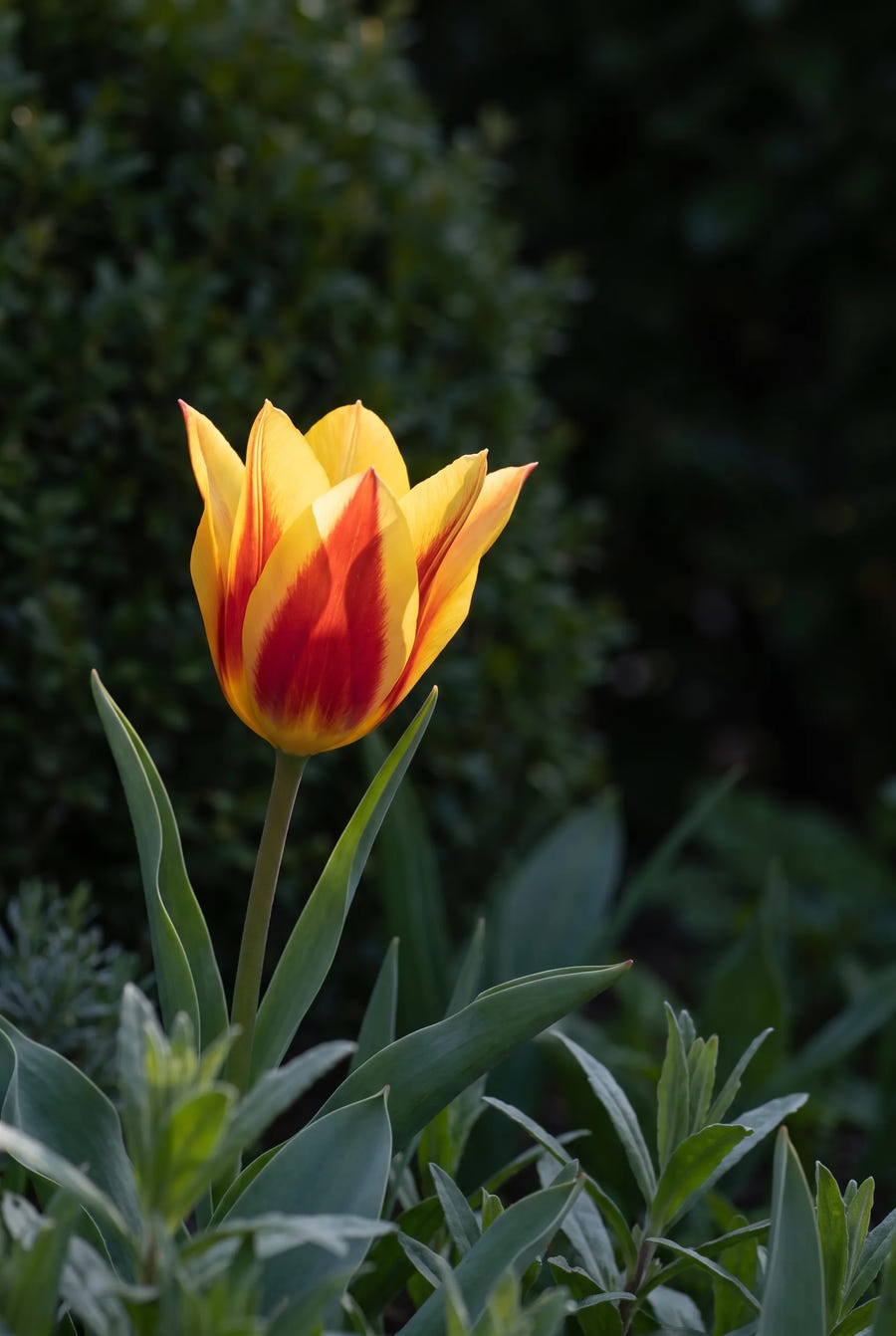 Tulipa Stresa — sfeerbeeld