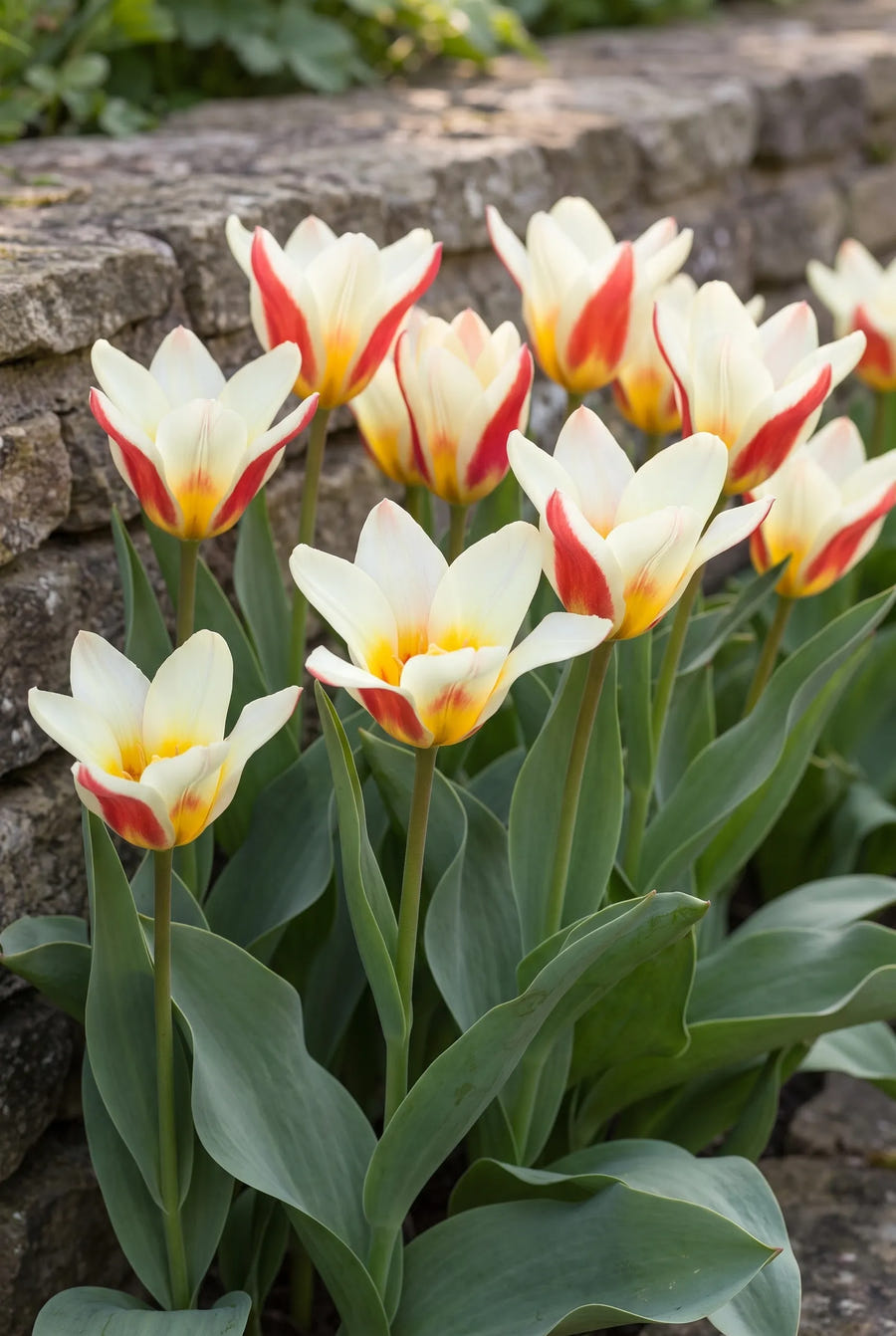 Tulipa The First — groep in de tuinborder