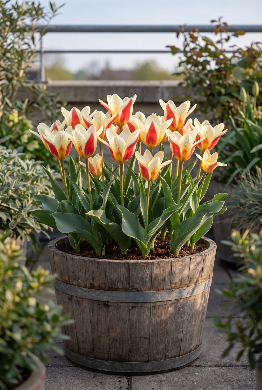 Tulipa The First — in pot op terras