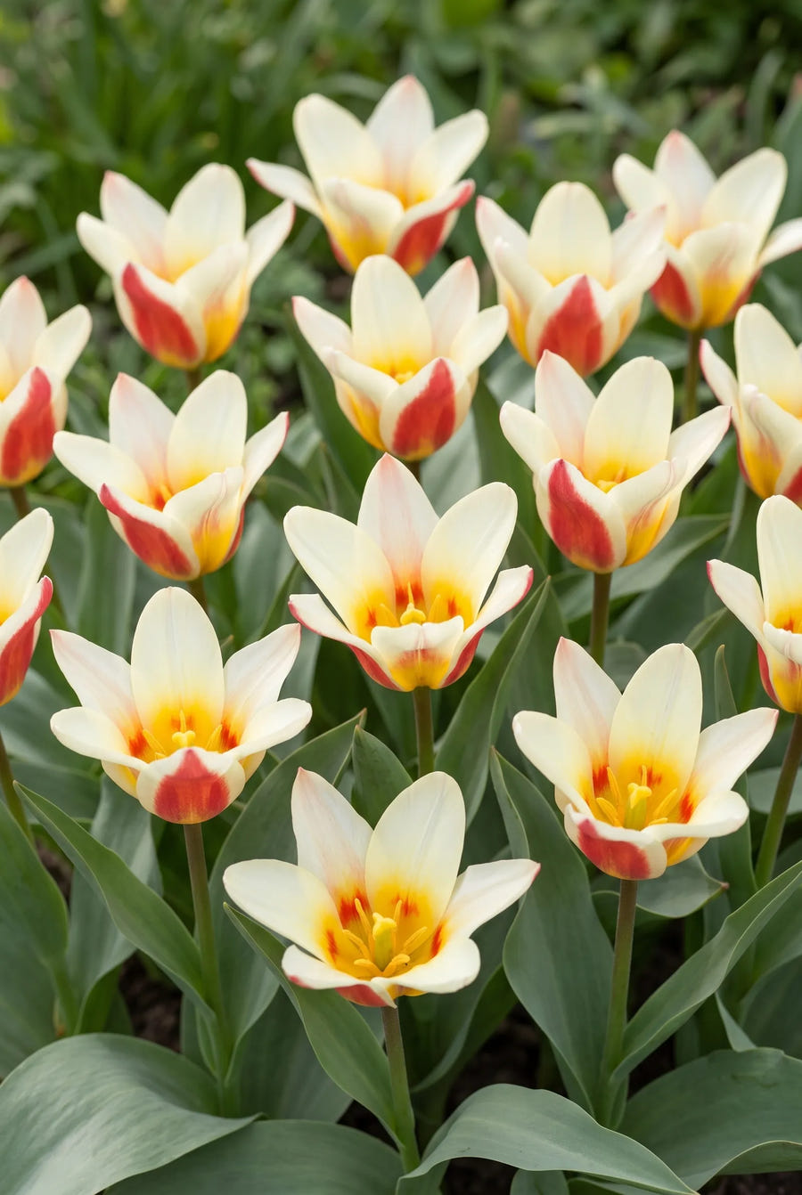 Tulipa The First — in de tuin