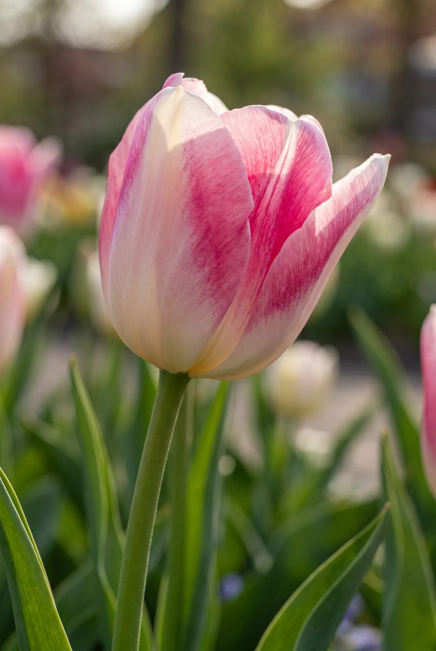 Tulipa Infinity — sfeerbeeld