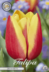 Tulipa Jan Seignette