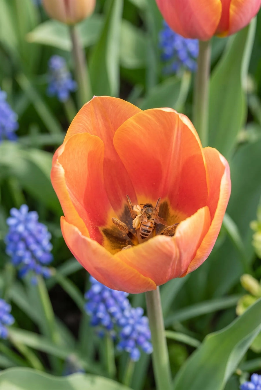 Tulipa Jimmy — hart van de bloem