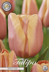 Tulipa Apricot Foxx