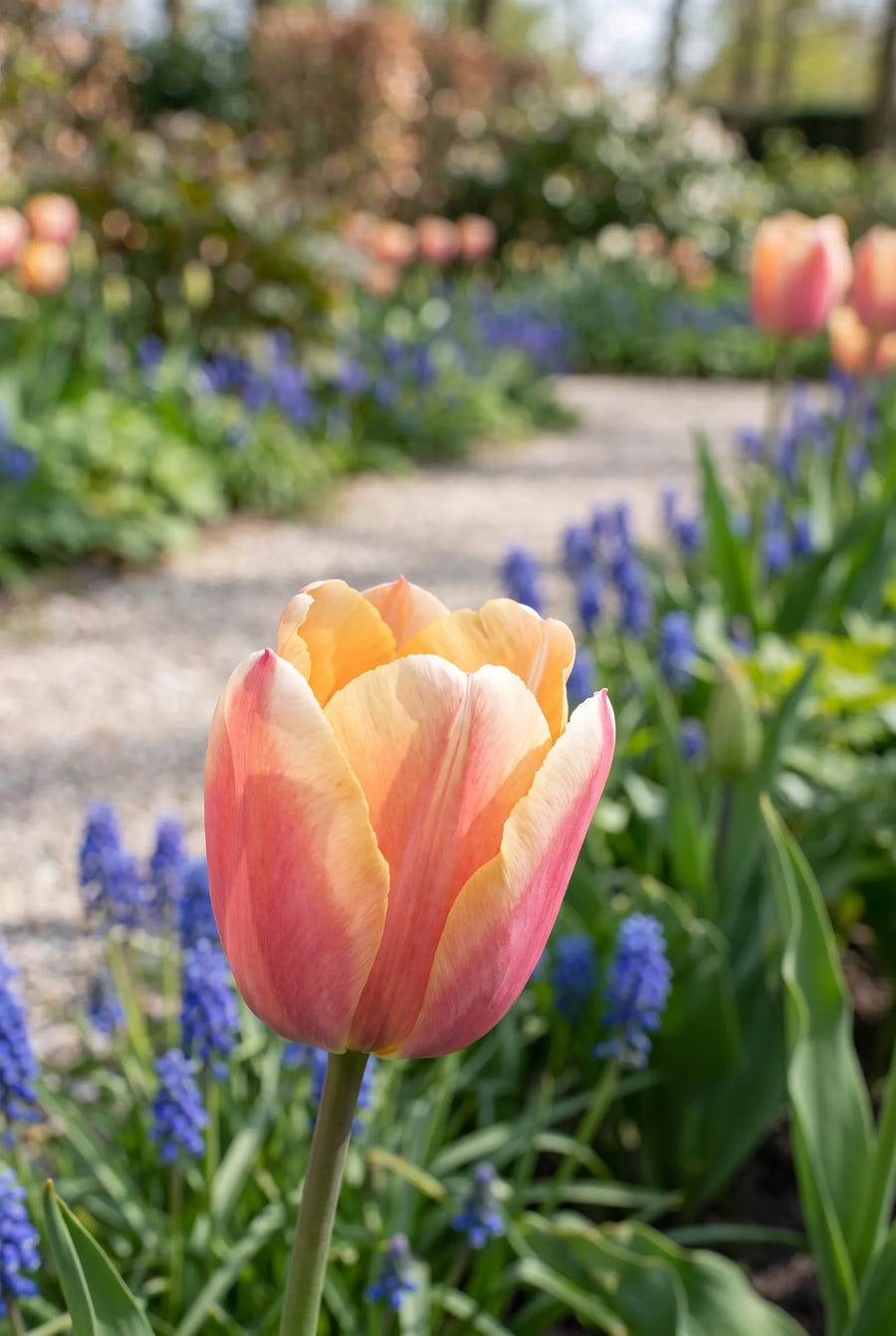 Tulipa Apricot Foxx — close-up van de bloem