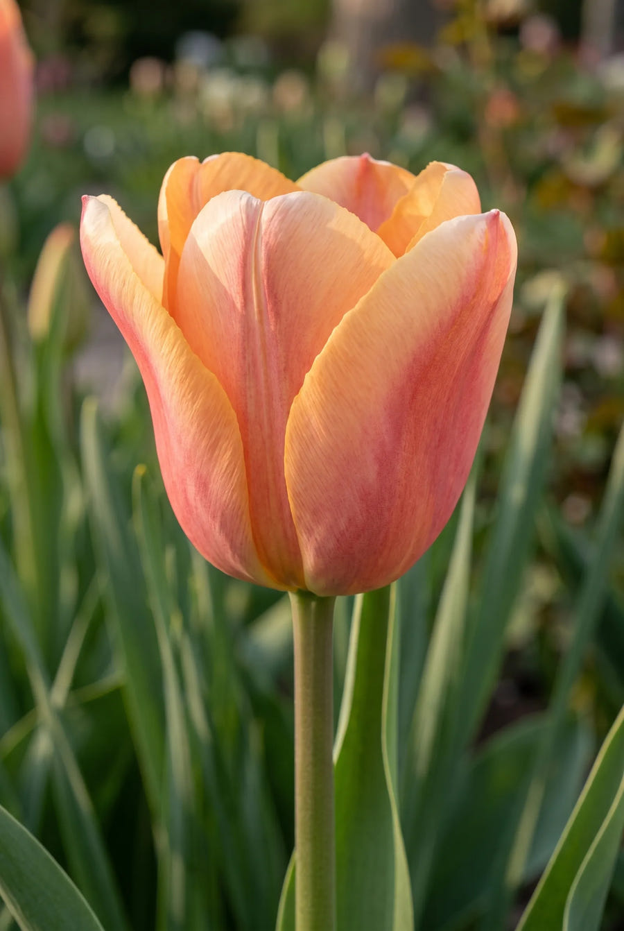 Tulipa Apricot Foxx — close-up van de bloem