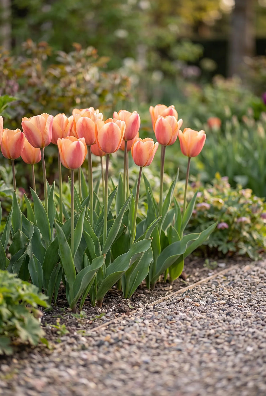 Tulipa Apricot Foxx — groep in de tuinborder