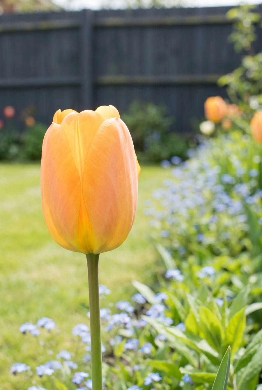 Tulipa Bellville — close-up van de bloem
