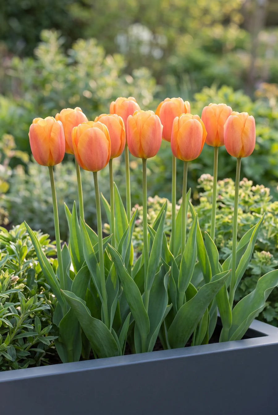 Tulipa Bellville — groep in de tuinborder