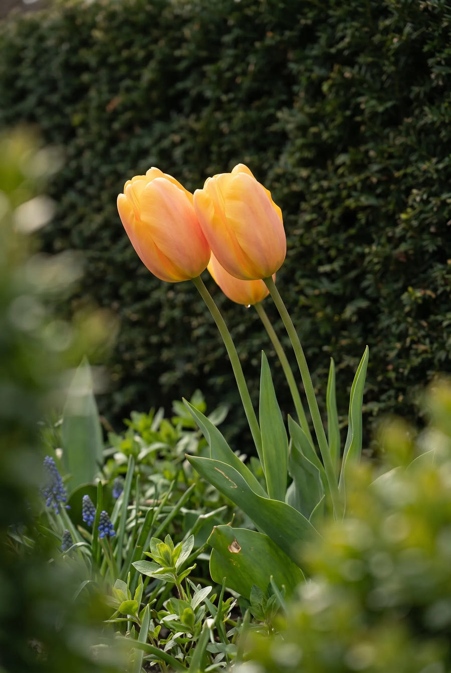 Tulipa Bellville — sfeerbeeld