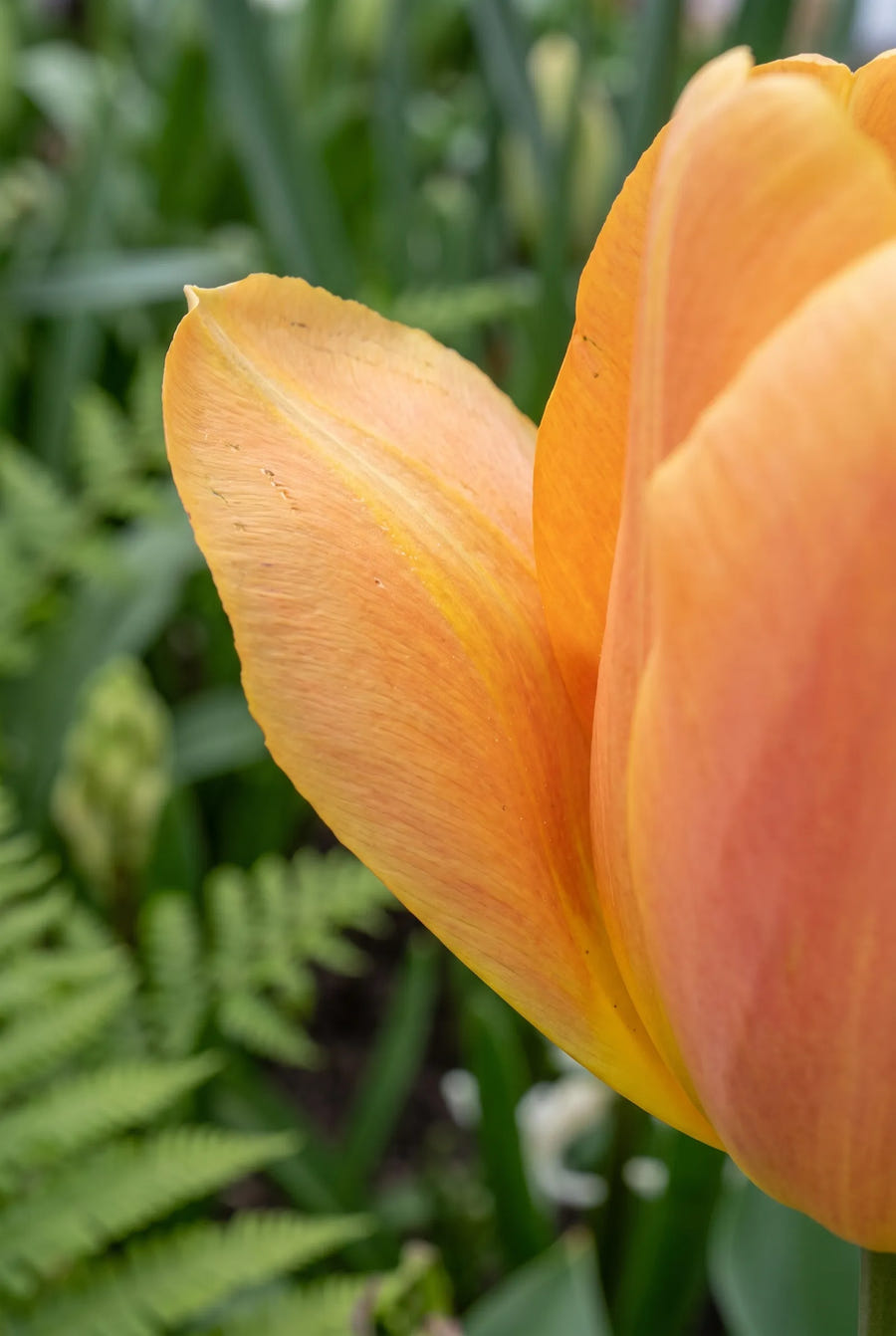 Tulipa Bellville — macro-detail van de bloemblaadjes