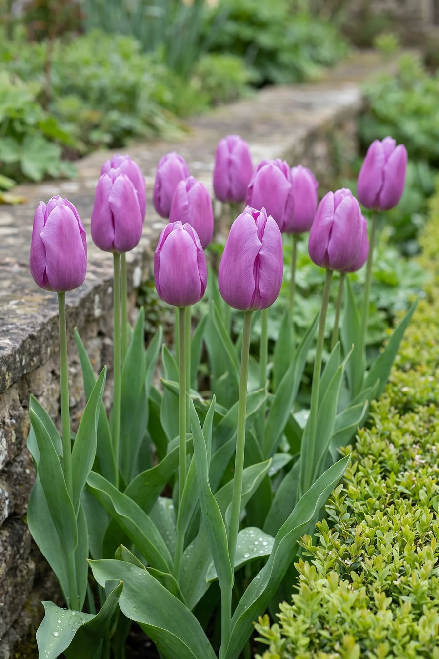 Groep Tulipa Blue Beauty in een tuinborder