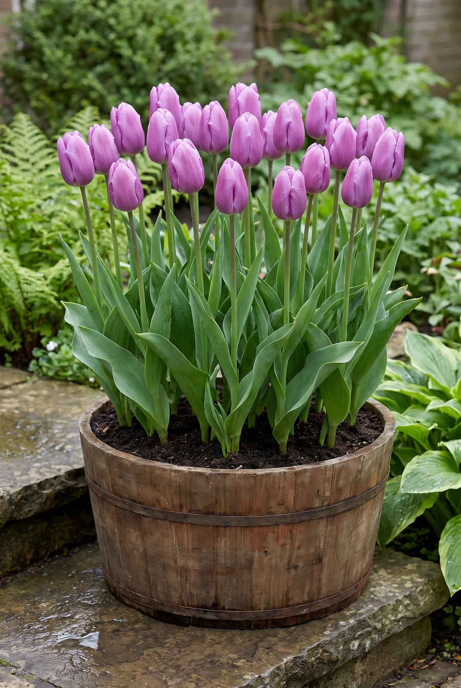 Tulipa Blue Beauty — in pot op terras
