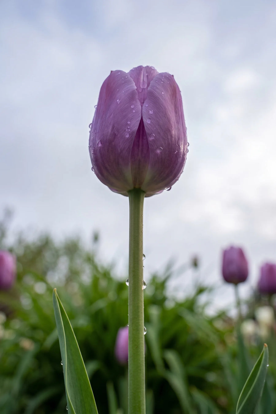 Tulipa Blue Beauty vanuit een natuurlijke tuinhoek