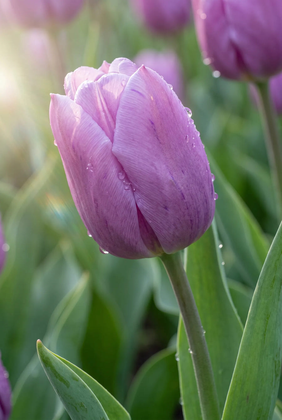 Tulipa Blue Beauty — sfeerbeeld