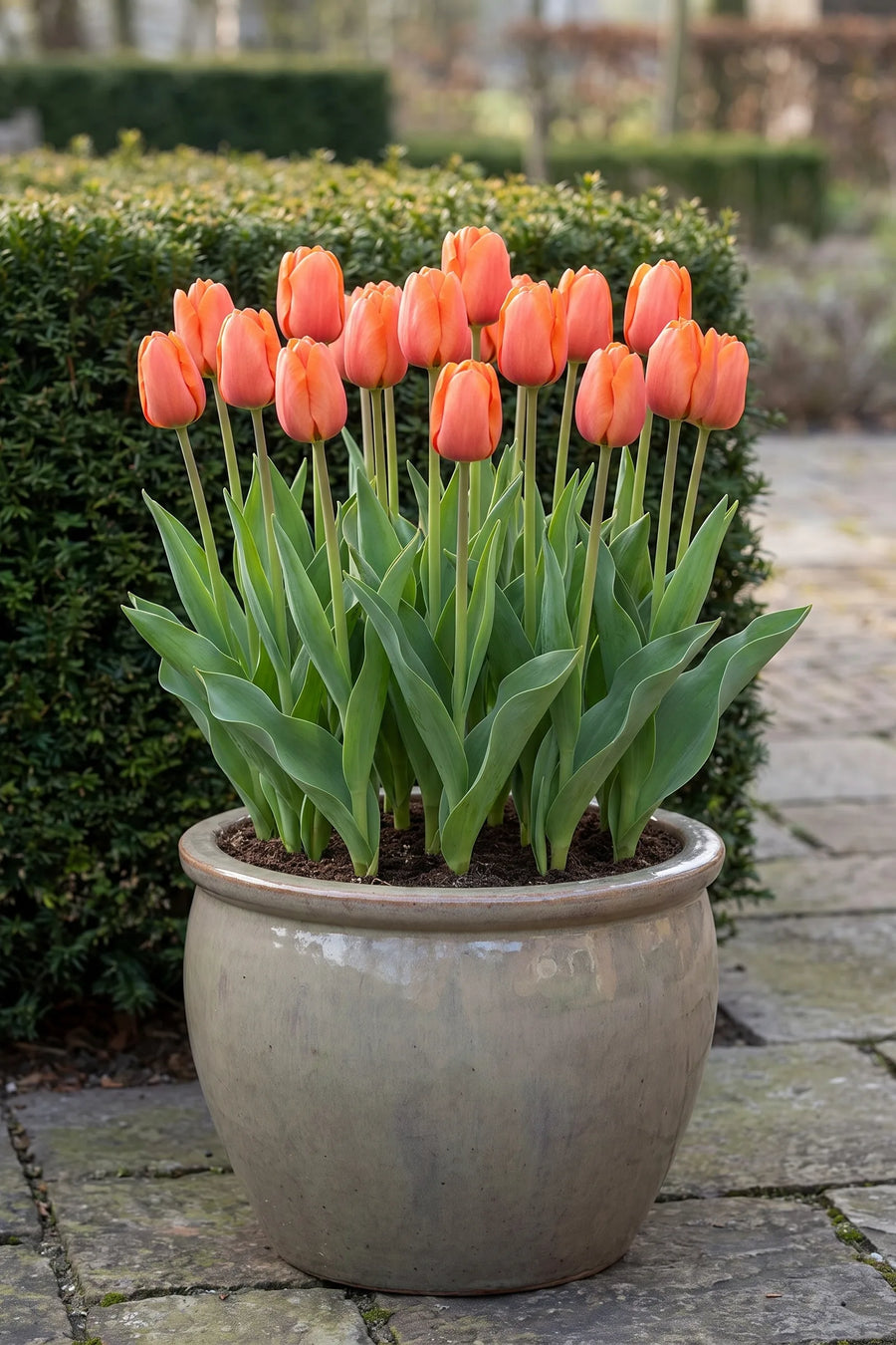 Tulipa Cadans in een pot op een terras