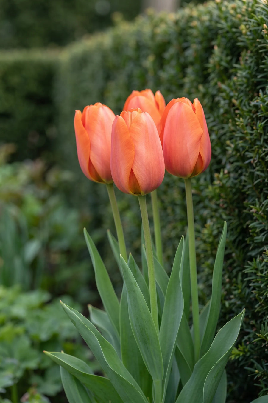 Tulipa Cadans vanuit een natuurlijke tuinhoek