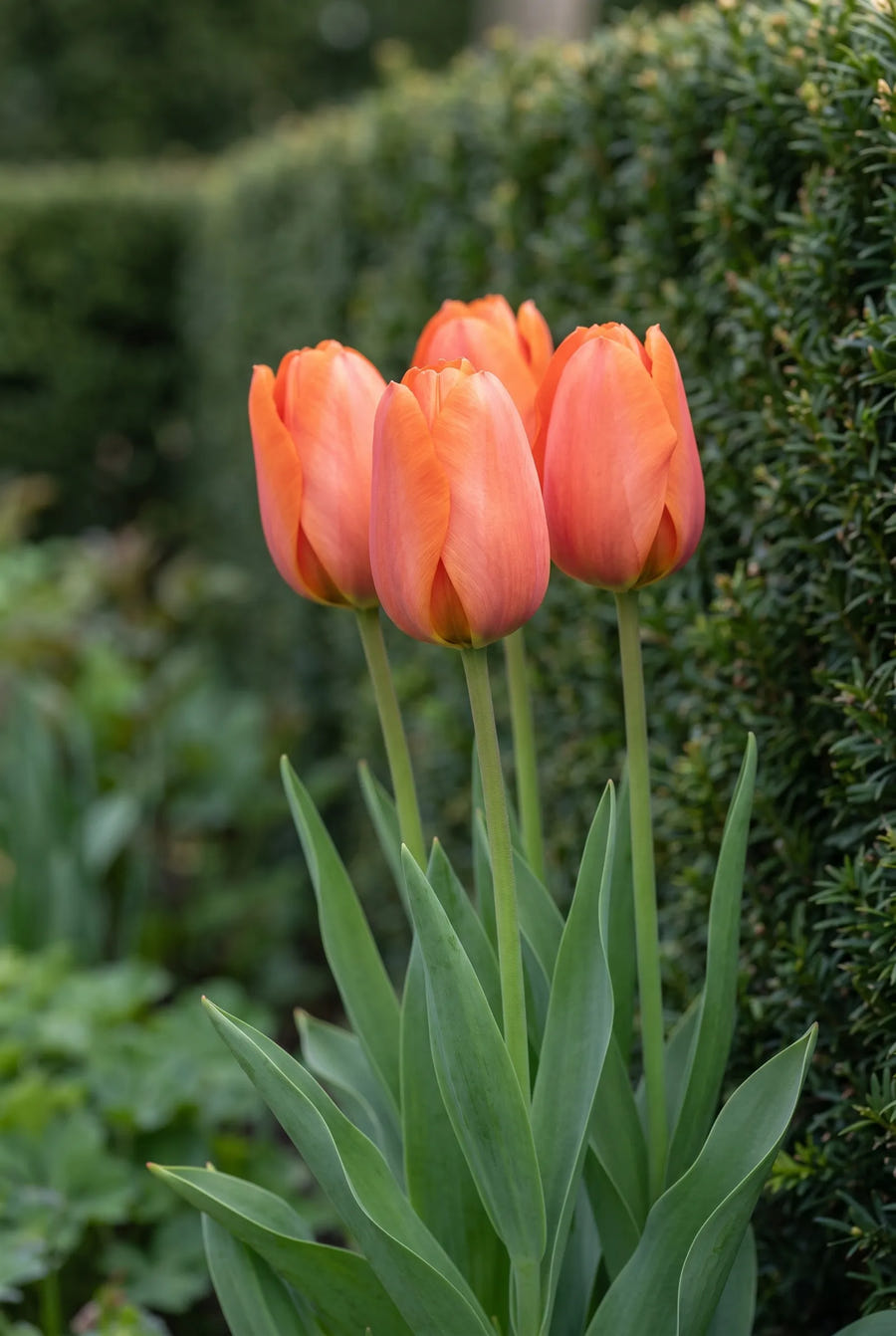 Tulipa Cadans — in de tuin