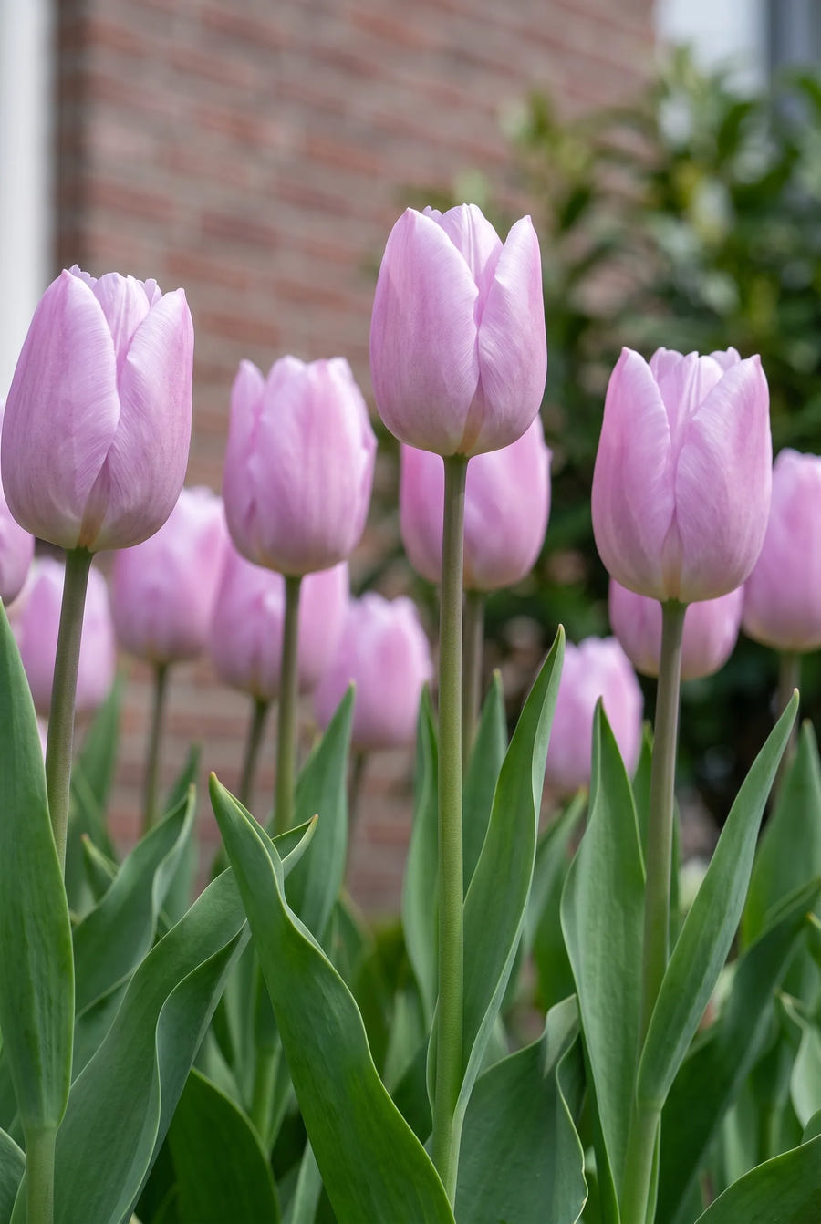 Tulipa Candy Prince — in de tuin