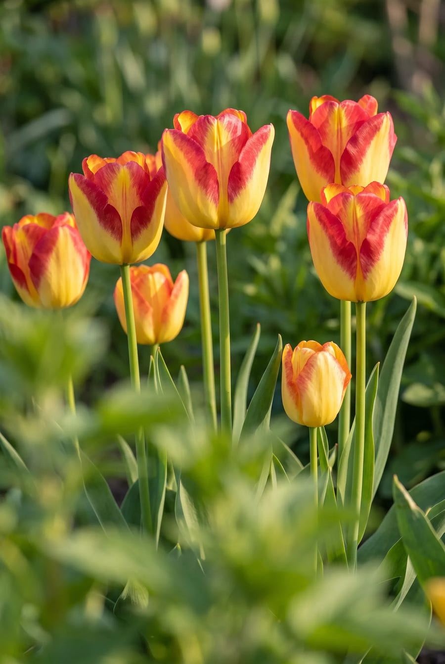 Tulipa Cape Town — in de tuin