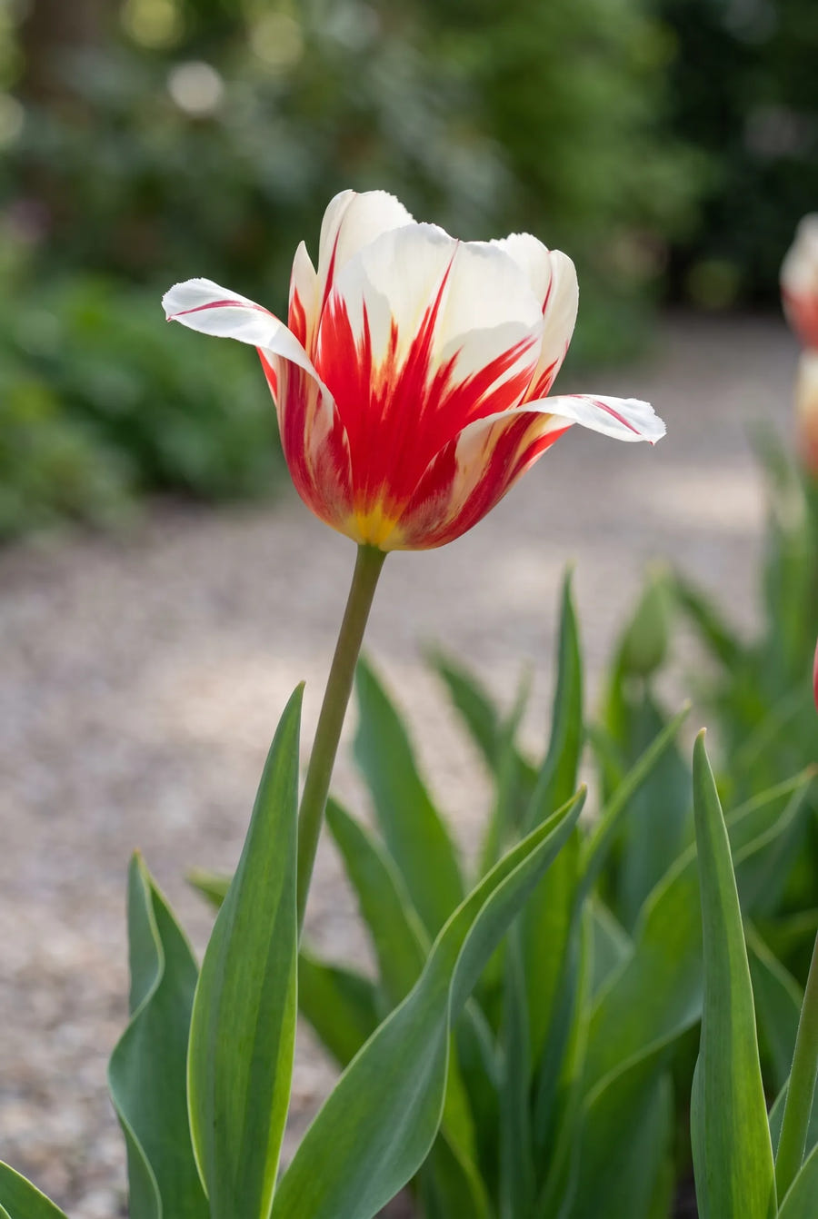 Tulipa Carnaval de Rio — sfeerbeeld
