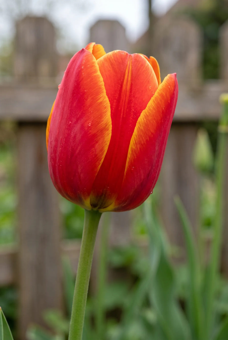 Tulipa Dow Jones — close-up van de bloem