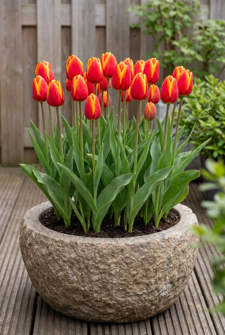 Tulipa Dow Jones — in pot op terras