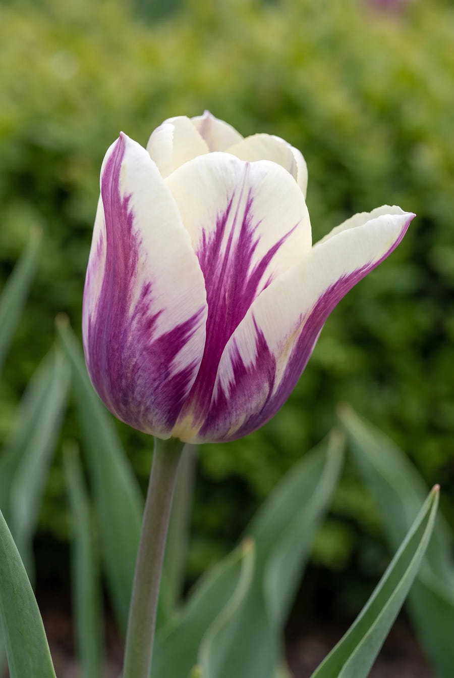 Tulipa Flaming Flag — close-up van de bloem