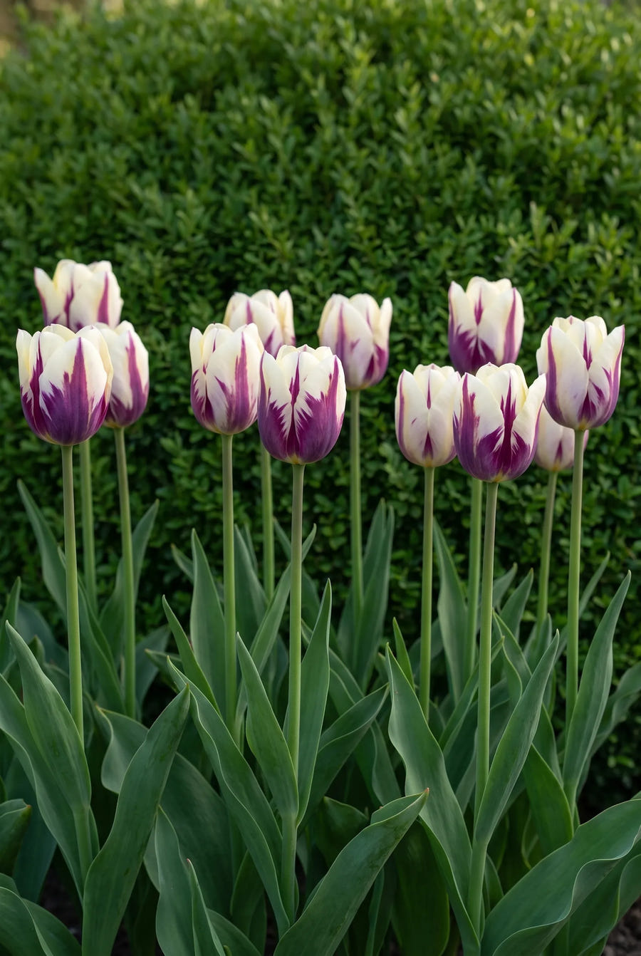 Tulipa Flaming Flag — groep in de tuinborder