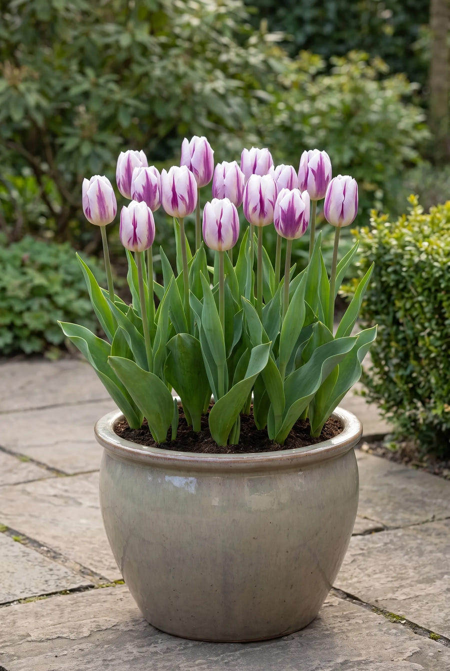 Tulipa Flaming Flag — in pot op terras