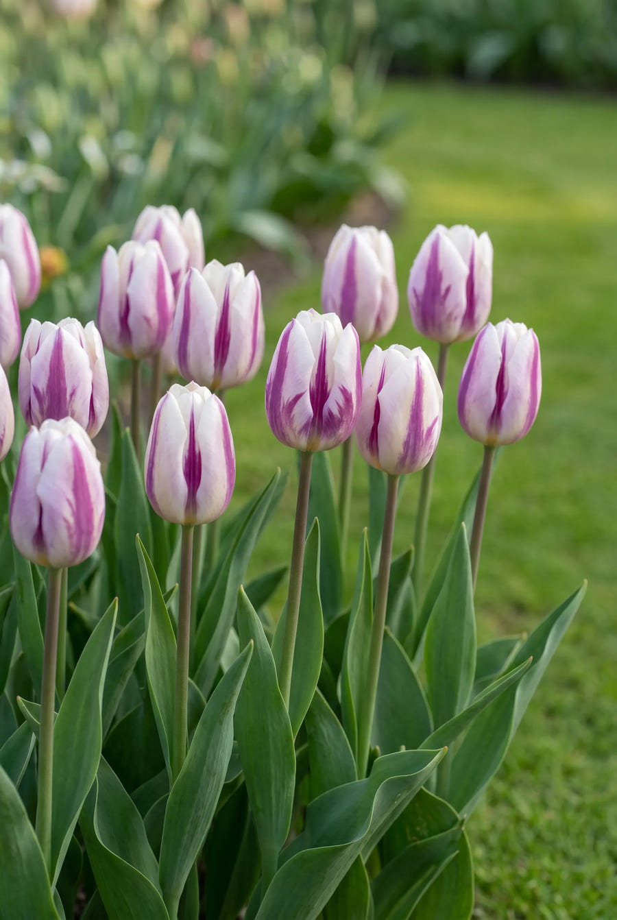 Tulipa Flaming Flag — in de tuin