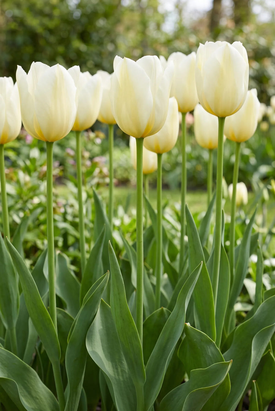 Tulipa Francoise — in de tuin
