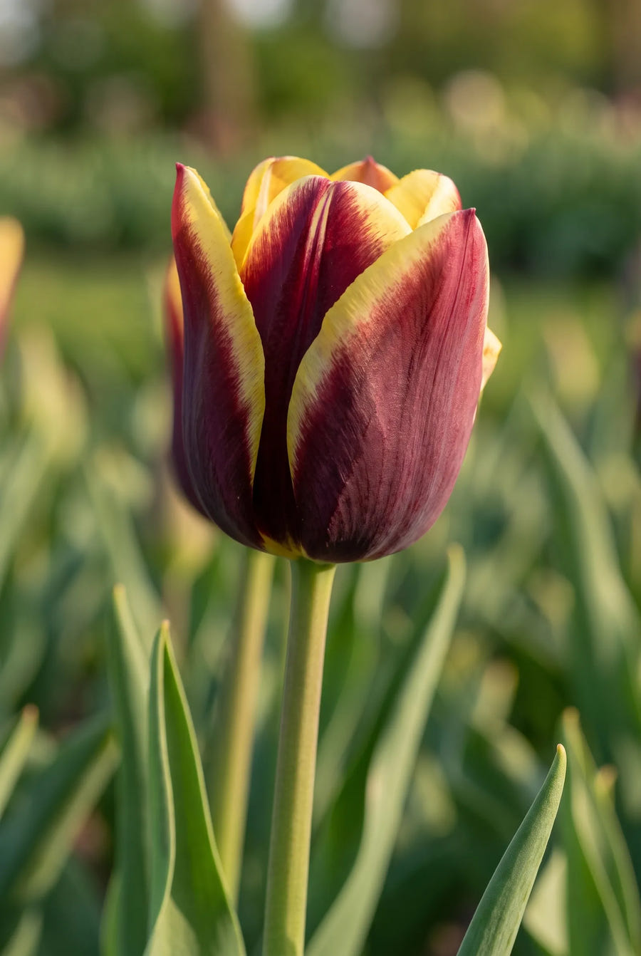Tulipa Gavota — sfeerbeeld